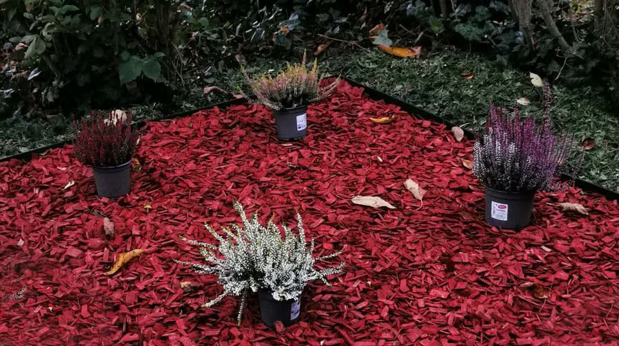 Plastový trávnikový lem okolo štvorcového záhonu s vresmi